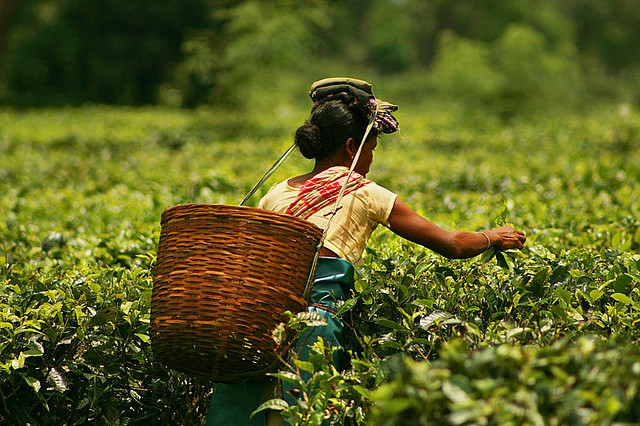 A tea worker harvests leaves in a lush green plantation, showcasing India's important tea export industry.