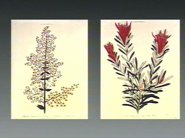 Henna plant (Lawsonia inermis); flowering st Wellcome V0044329