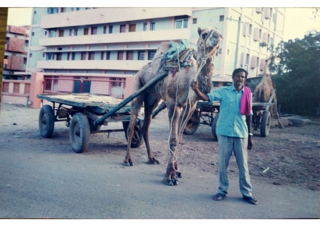 Camel and cart being led by the handler in Kandla Port of Gujarat