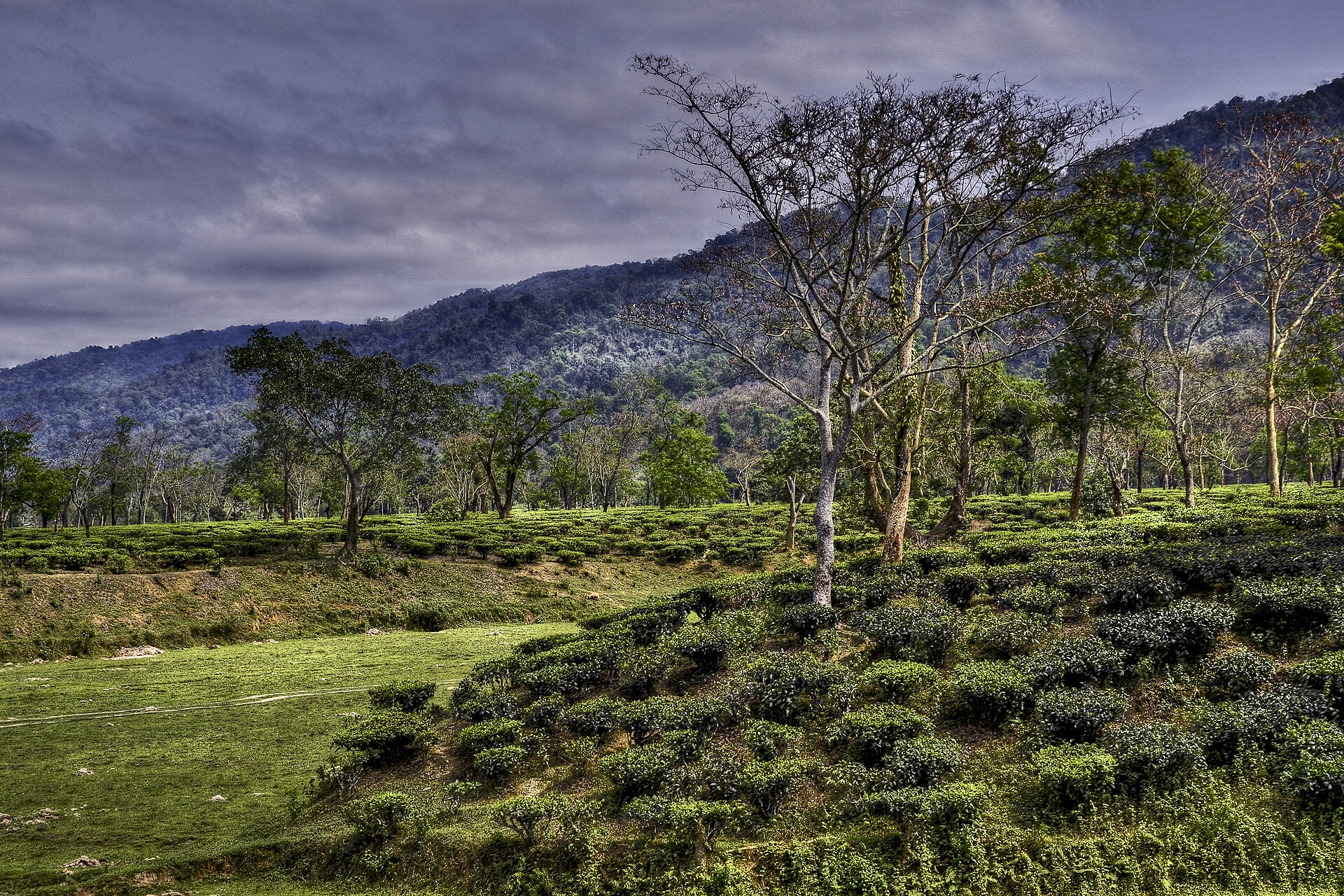 Assam tea garden view