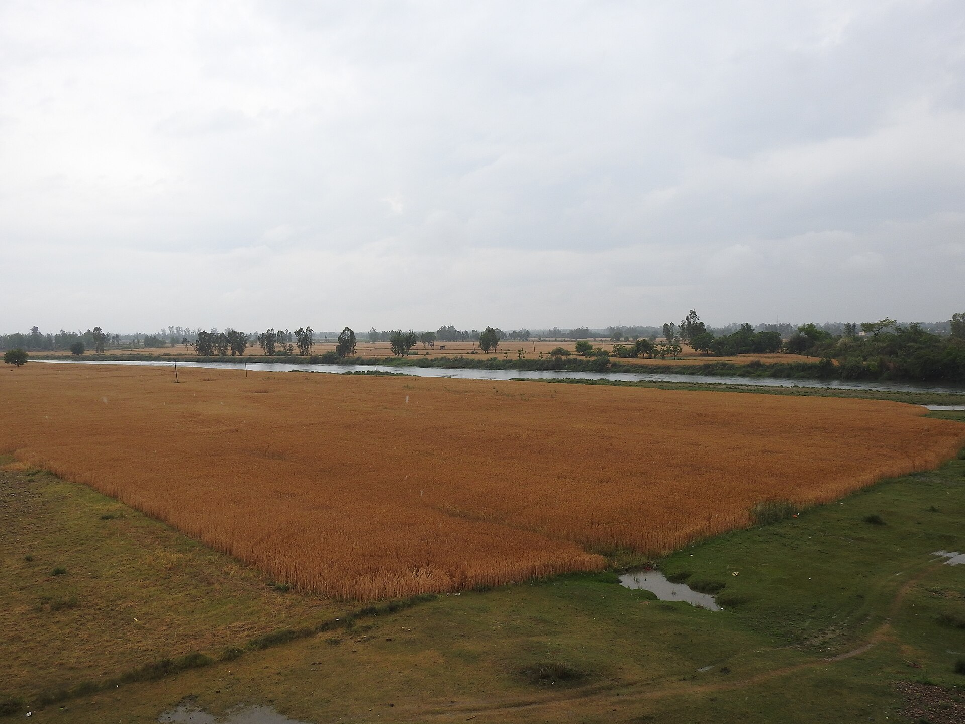 A view of landscape pre with harvest wheat crop in Punjab